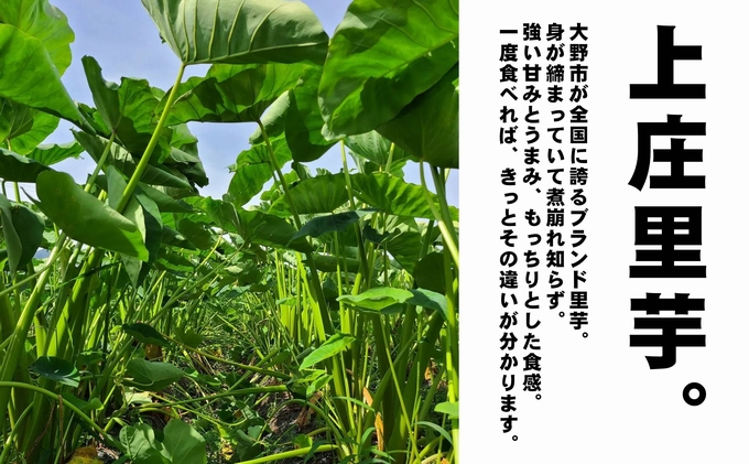 【年内発送】【詰め合わせ】こだわりの 上庄里芋「らくらく煮っころがしセット」化学肥料不使用・農薬50％以上カットの特別栽培里芋 農家直送