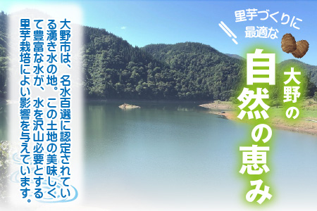 希少！とみた里芋 3kg ねっとりまろやか煮崩れなし！【年内出荷】 [A-001012]