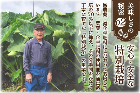 【先行予約】【10月発送分】上庄さといも 10kg 減農薬・減化学肥料の特別栽培里芋 農家直送