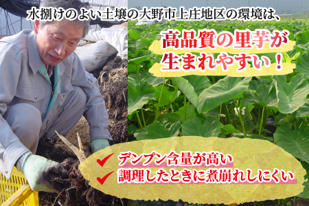 日本の美味い里芋！秋の味覚 上庄里芋 3kg[A-001005]