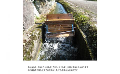 大野在来種として先祖から受け継ぐ「越前里芋」10kg[B-011001]
