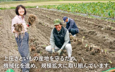 【満天☆青空レストランでご紹介】【年内出荷】上田農園 上庄特産さといも 3kg【10月下旬～順次発送】