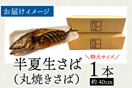【先行予約】魚屋直送！大野名物 炭火焼き 半夏生さば（丸焼きさば）1本【2026年6月28日～7月10日お届け】