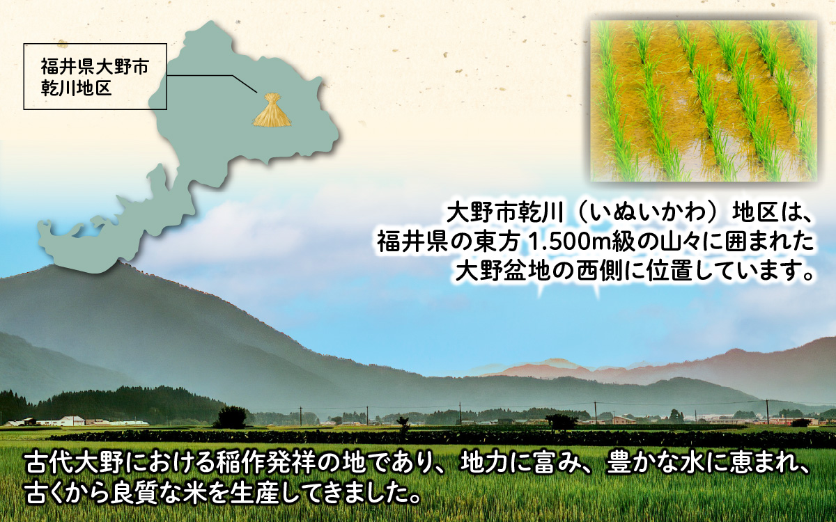 【先行予約】【令和7年産 新米】【3ヶ月定期便】福井県大野市産 JGAP認証 コシヒカリ「あかね」（白米）10kg（5kg×2袋）×3回　計30kg
