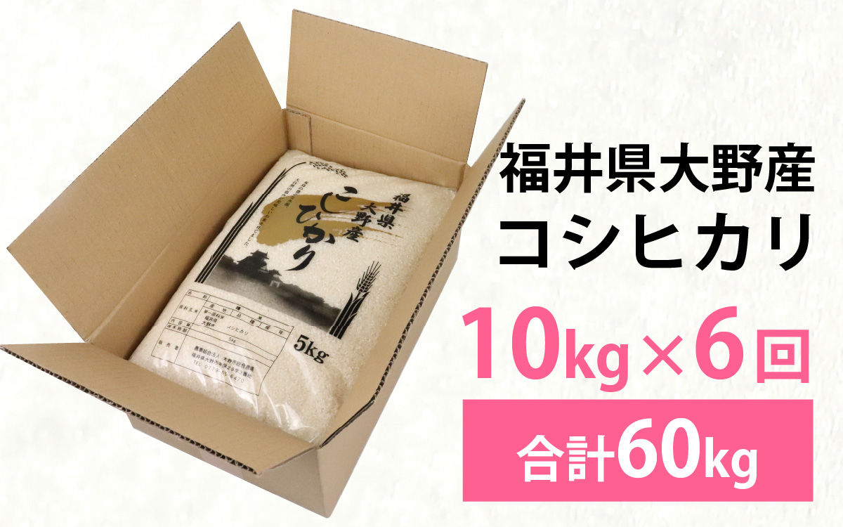 【先行予約】【6ヶ月定期便】【令和7年産 新米】福井県大野産コシヒカリ（白米）10kg（5kg×2袋）×6回　計60kg
