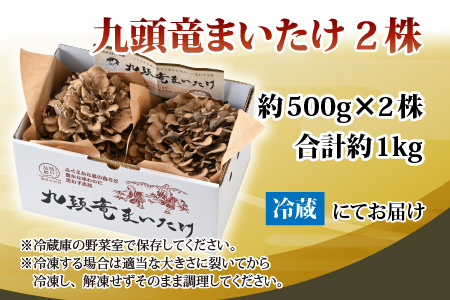 九頭竜まいたけ 2株入り [A-038001]