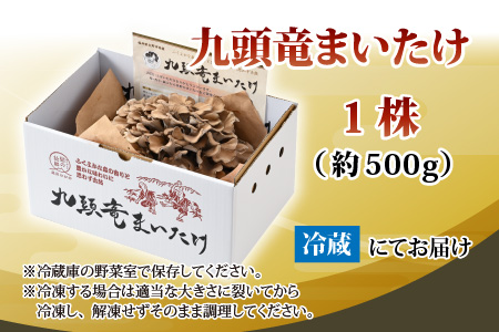 九頭竜まいたけ 1株入り [A-038003]