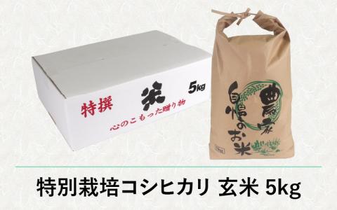 【先行予約】【令和7年産 新米】減農薬・減化学肥料の特別栽培コシヒカリ 玄米 5kg 農家直送 福井県大野市産