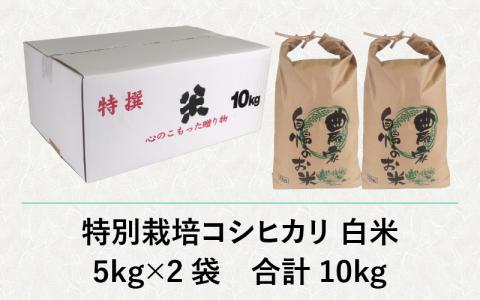 【先行予約】【令和7年産 新米】減農薬・減化学肥料の特別栽培コシヒカリ 白米 10kg（5kg×2）農家直送 福井県大野市産
