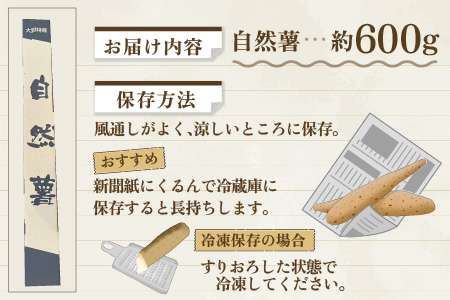 年内発送！日本百名山「自然薯　荒島岳」約600g [A-041001]