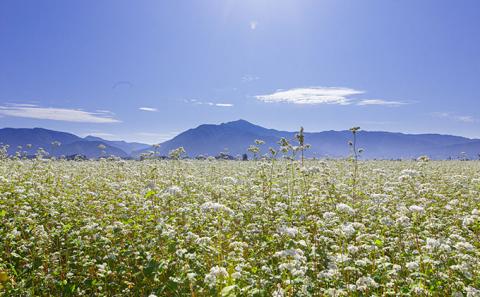 そばくるみせんべい 24枚入り1箱 奥越菓庵やまうち