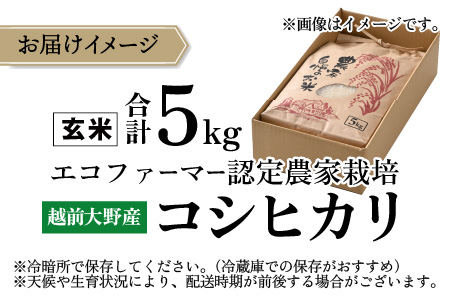 【先行予約】【令和8年産 新米】【有機栽培】越前大野産 エコファーマー認定農家栽培 こしひかり5kg（玄米）【2026年10月より順次発送】[A-001084]