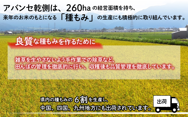 【先行予約】【令和7年産 新米】福井県大野市産 JGAP認証 コシヒカリ「あかね」5kg（2.5kg×2）小分け