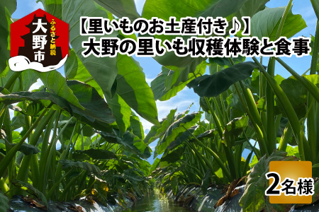 【里いものお土産付き♪】大野の里いも収穫体験と食事（2名様分）[D-006006]