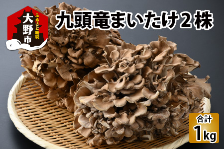 九頭竜まいたけ 2株入り [A-038001]