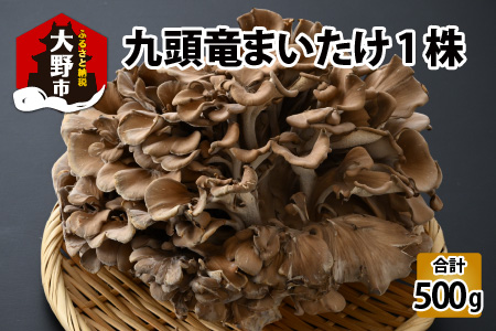 九頭竜まいたけ 1株入り [A-038003]