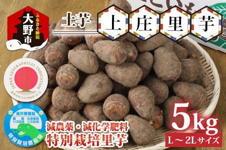 【先行予約】【年内発送】減農薬・減化学肥料の特別栽培里芋上庄里芋 土芋5kg 農家直送【10月～年内出荷】