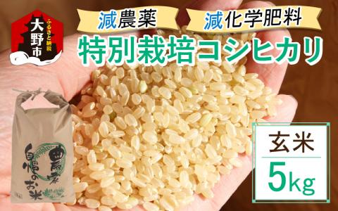 【先行予約】【令和7年産 新米】減農薬・減化学肥料の特別栽培コシヒカリ 玄米 5kg 農家直送 福井県大野市産