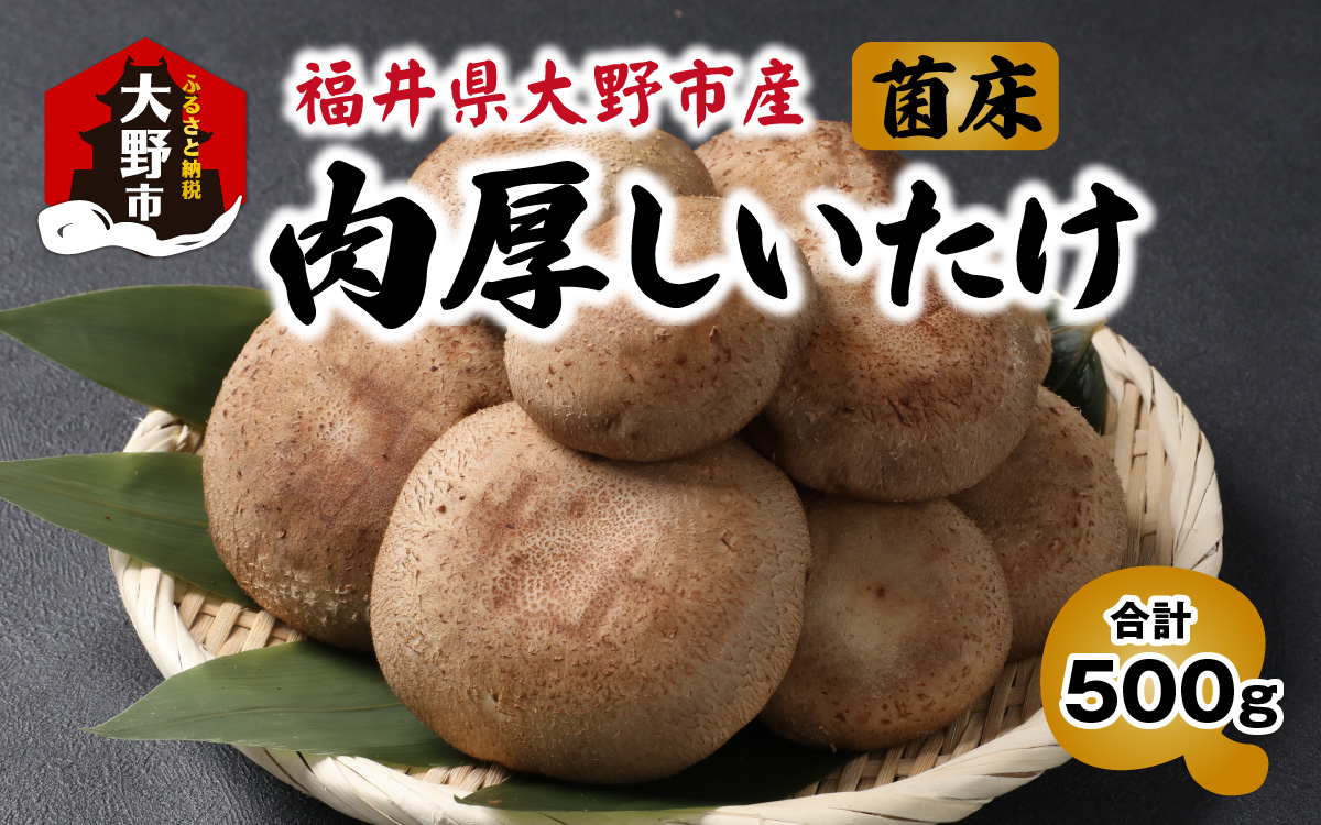 菌床肉厚しいたけ（福井県大野市産）500g[A-003018]