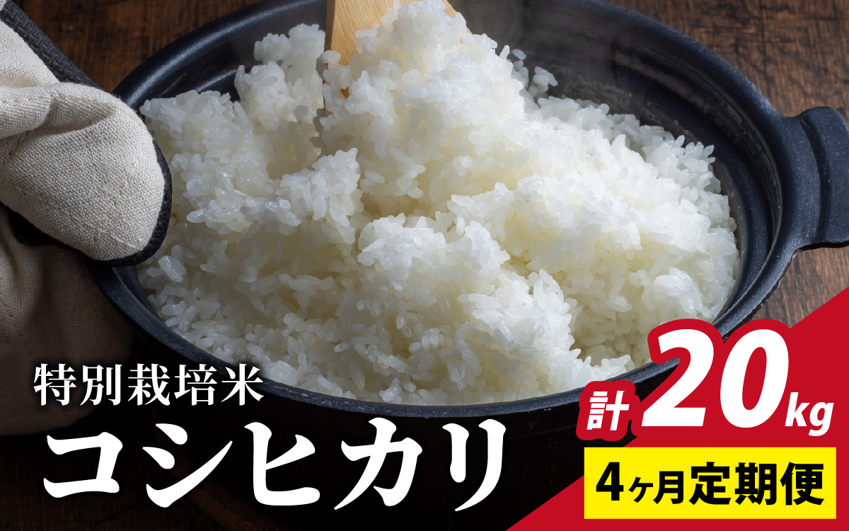 【4ヶ月定期便】【令和7年産 新米】福井県認証の特別栽培米 コシヒカリ  5kg×4回（計20kg））