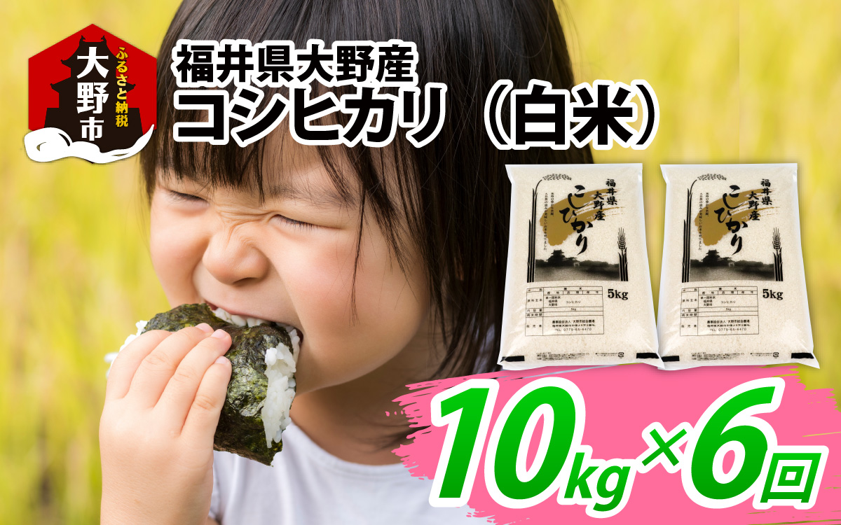 【先行予約】【6ヶ月定期便】【令和7年産 新米】福井県大野産コシヒカリ（白米）10kg（5kg×2袋）×6回　計60kg
