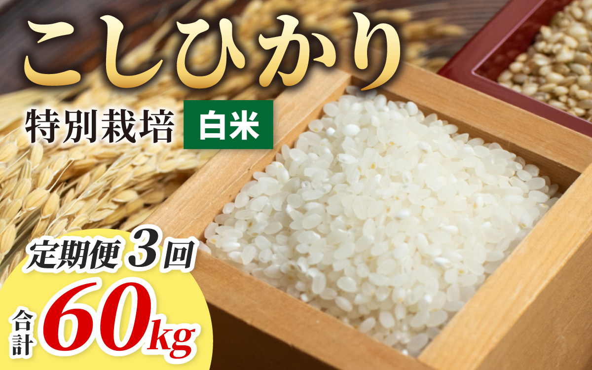 【令和7年産】【3ヶ月定期便】こしひかり 20kg ×3回 計 60kg【白米】　減農薬・減化学肥料 「特別栽培米」－地球にやさしいお米－ [N-003005]