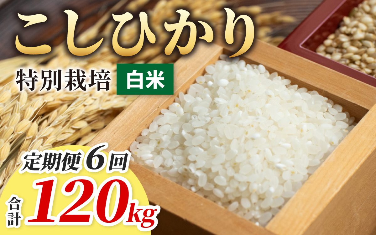 【令和7年産】【6ヶ月定期便】こしひかり 20kg × 6回 計 120kg【白米】減農薬・減化学肥料 「特別栽培米」－地球にやさしいお米－ [P-003003]