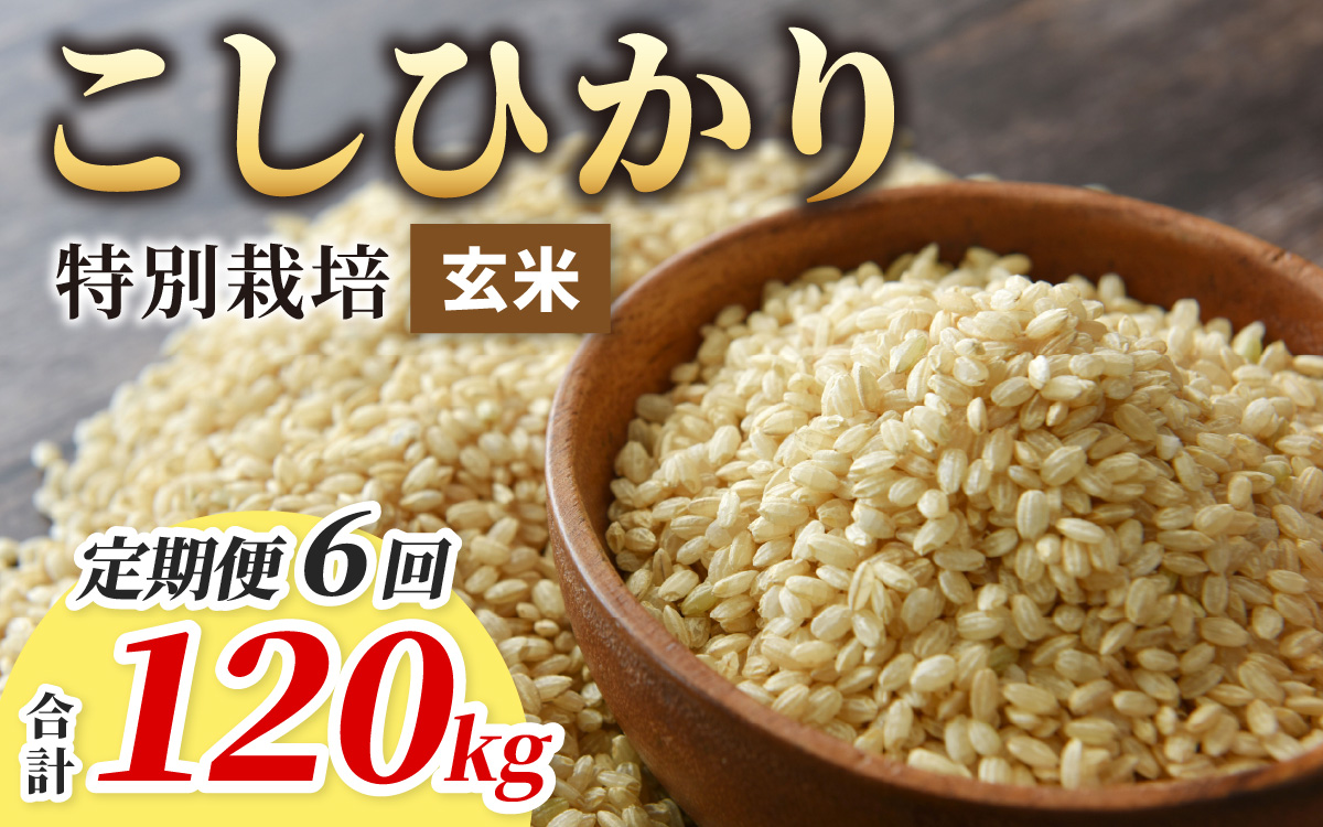 【令和7年産】【6ヶ月定期便】こしひかり 20kg × 6回 計 120kg【玄米】減農薬・減化学肥料 「特別栽培米」－地球にやさしいお米－[P-003004]