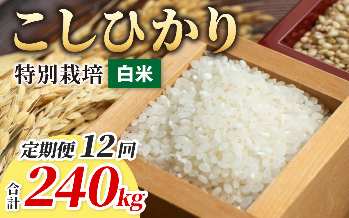 【令和7年産】【12ヶ月定期便】こしひかり 20kg × 12回 計 240kg【白米】減農薬・減化学肥料 「特別栽培米」－地球にやさしいお米－ [T-003002]