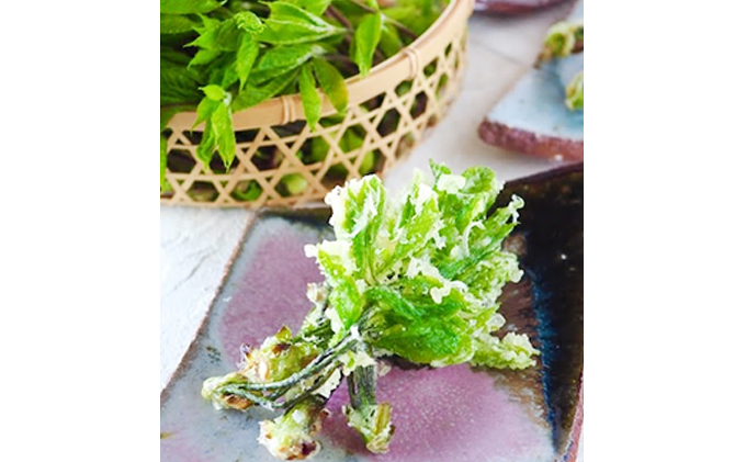 越前大野からお届け　新鮮山の幸　天然山菜セット(2人前）