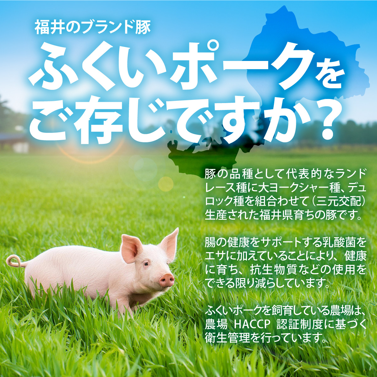 福井県内産ふくいポーク＜フライパンサイズ＞肩ロースまたはロース 2枚 約1kg [A-012009]