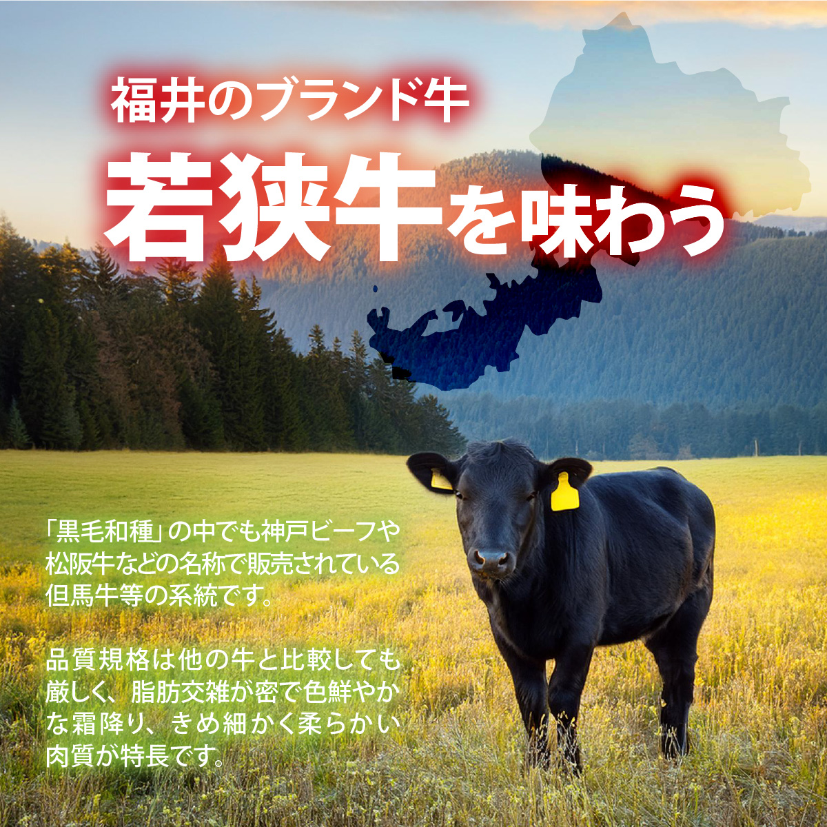 福井県内産若狭牛＜フライパンサイズ＞肩ロース 450g  [A-012010]