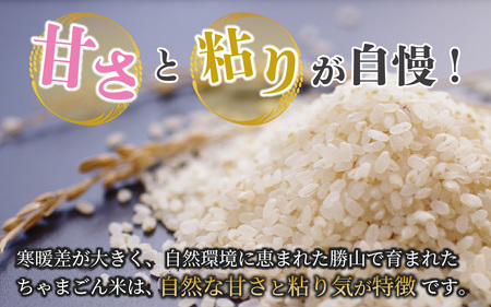 勝山産コシヒカリ ちゃまごん米 精米 5kg [A-010004]