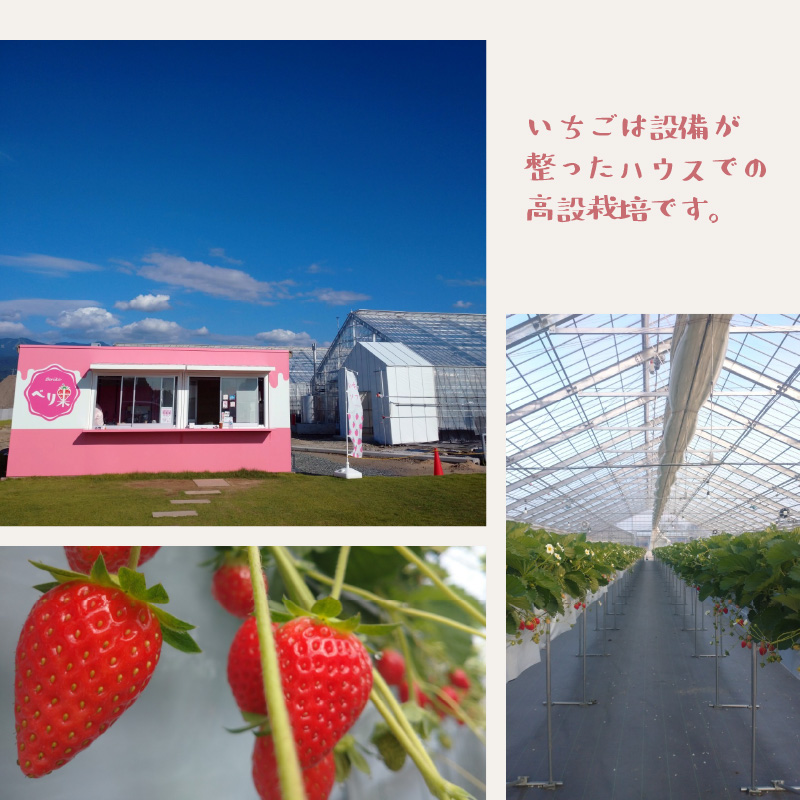 自家製カップいちごアイス 12個 [A-045001]