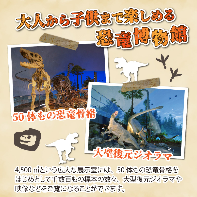 福井県立恐竜博物館 常設展観覧券 (小・中学生 3名様) [A-048012]