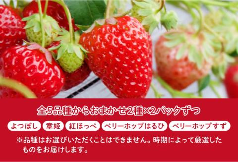 【先行予約】【2026年2月中旬以降順次配送】ふくおか農園の「雪国育ちのこだわりいちご」厳選おまかせ2種×2パックずつ（合計4パック） 【20個限定！】2026年3月15日まで受付中