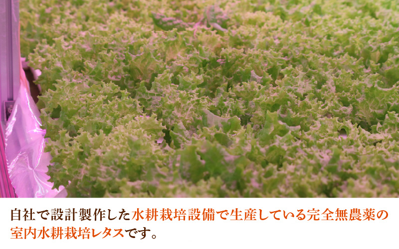 採れたてフレッシュな無農薬リーフレタス 8個入り