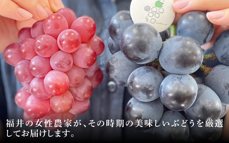 【2025年10月以降順次発送予】農家厳選！採れたてぶどうの詰合せ（品種おまかせ）