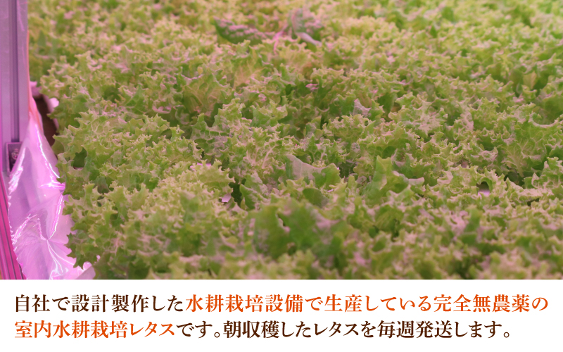 【定期便】4週連続お届け！採れたてフレッシュな無農薬リーフレタス（合計800g）