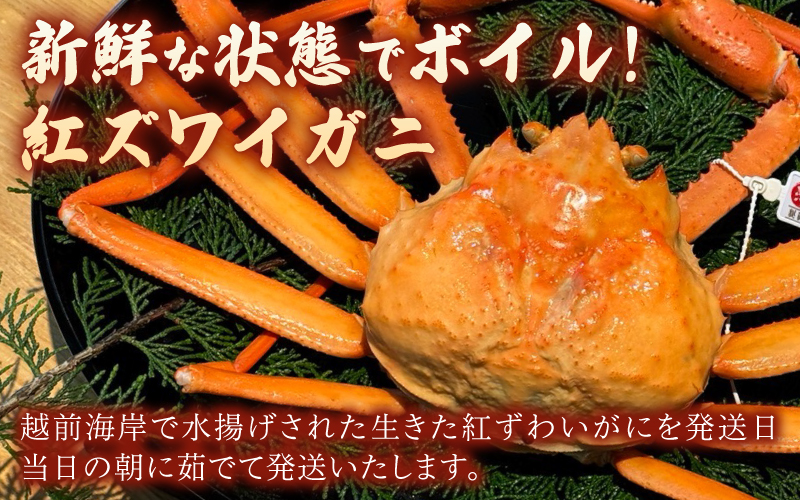 【産地直送】越前産　紅ずわいがに1.0kg以上×1杯