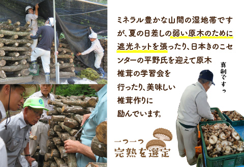 鯖江市産 原木乾燥椎茸「越のてまり」 （大・中サイズ）3パック &（小サイズ）2パック　計5パック