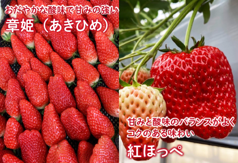 【先行予約】【2026年2月中旬以降順次配送】ふくおか農園の「雪国育ちのこだわりいちご」厳選おまかせ2種×2パックずつ（合計4パック） 【20個限定！】2026年3月15日まで受付中