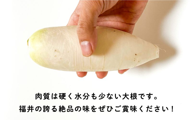 おろしそばに最適! 福井県産 辛味大根 2kg 2kg