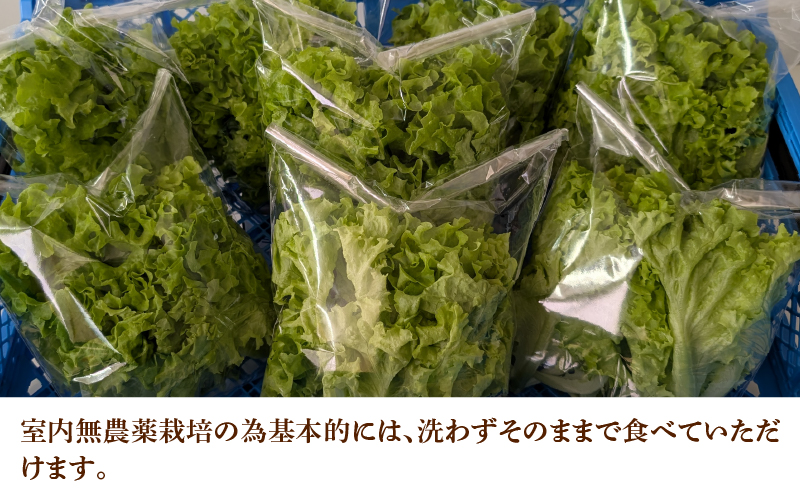 採れたてフレッシュな無農薬リーフレタス 8個入り