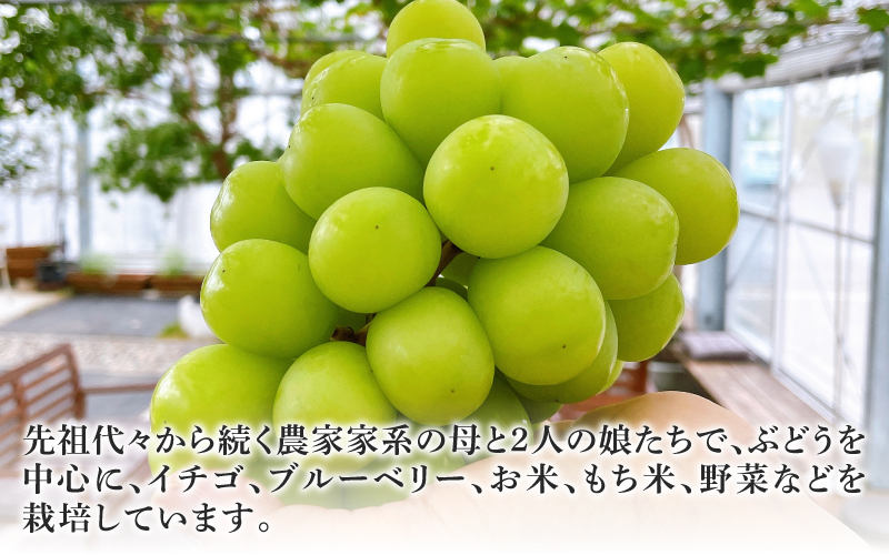 【2025年10月以降順次発送予】農家厳選！採れたてぶどうの詰合せ（品種おまかせ）