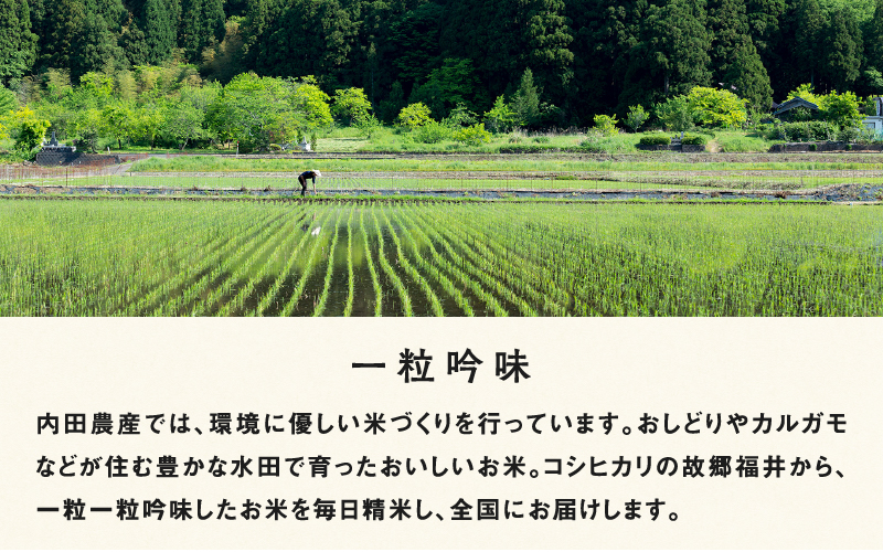 【令和7年産 新米！】【3ヶ月連続お届け】令和7年産 内農米コシヒカリ定期便 5kg × 3回 計15kg 【定期便】内農米コシヒカリ5kg × 3回