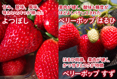 【先行予約】【2026年2月中旬以降順次配送】ふくおか農園の「雪国育ちのこだわりいちご」厳選おまかせ2種×2パックずつ（合計4パック） 【20個限定！】2026年3月15日まで受付中