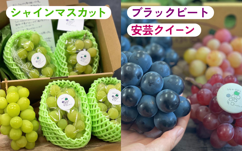 【2025年10月以降順次発送予】農家厳選！採れたてぶどうの詰合せ（品種おまかせ）