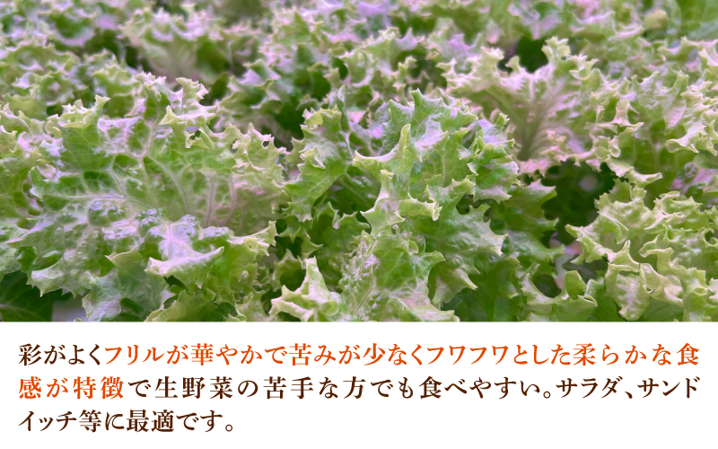 【定期便】4週連続お届け！採れたてフレッシュな無農薬リーフレタス（合計800g）
