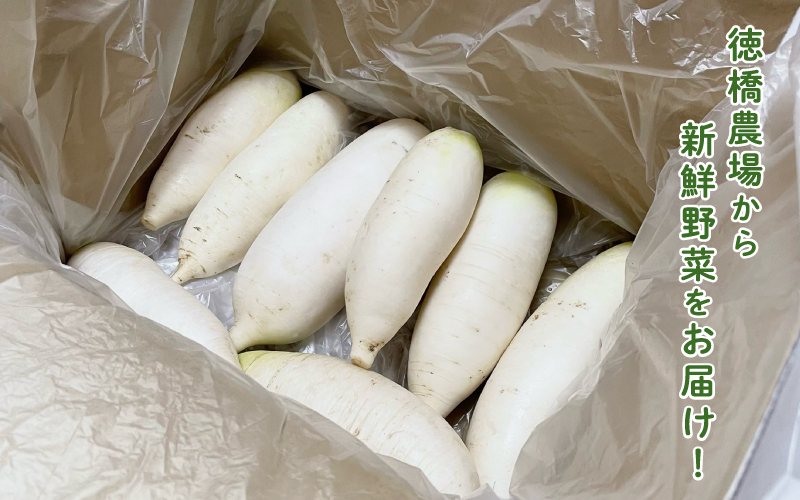 おろしそばに最適! 福井県産 辛味大根 2kg 2kg
